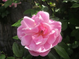 IMG_1596